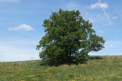 Wandergruppe Odenwald Spessart Taunus Pfalz